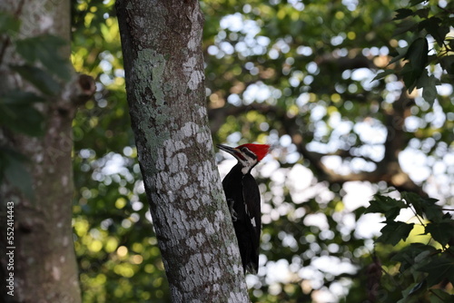 Pileated Woodpecker (Dryocopus pileatus) Wakodahatchee Wetlands Florida USA