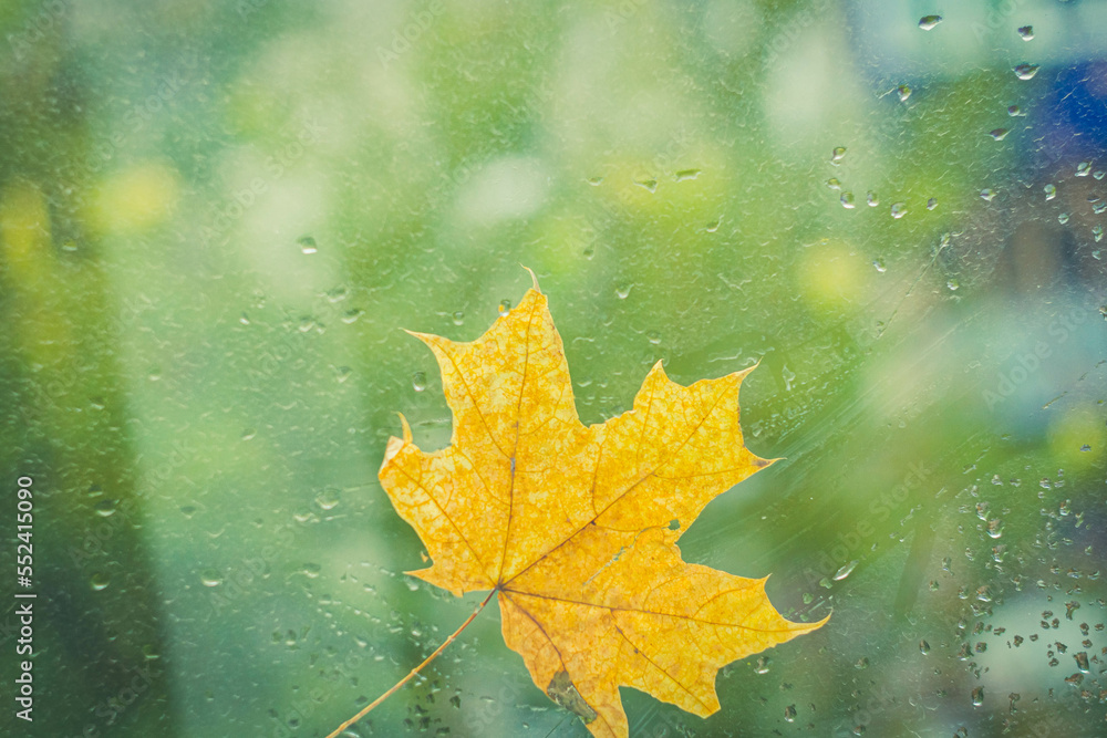 Autumn maple leaf yellow on glass with raindrops. Autumn weather. Rain outside window. Autumn maple leaf yellow on glass with raindrops. Autumn weather. Rain outside window.
