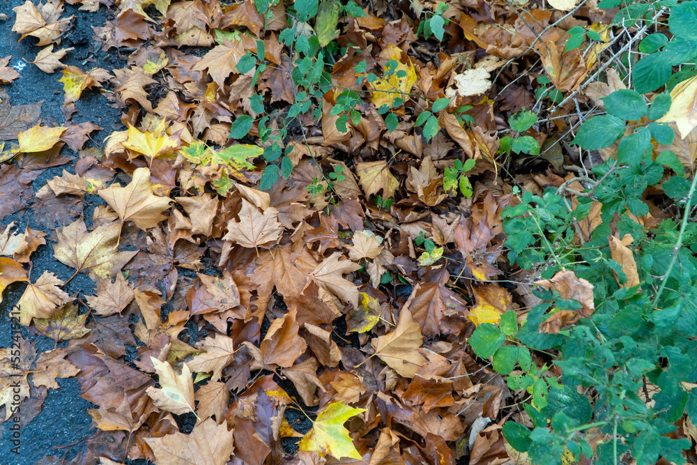 autumn leaves on the ground autumn leaves on the ground