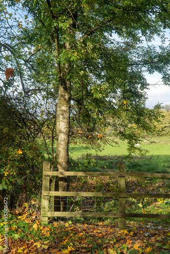 autumn in the park