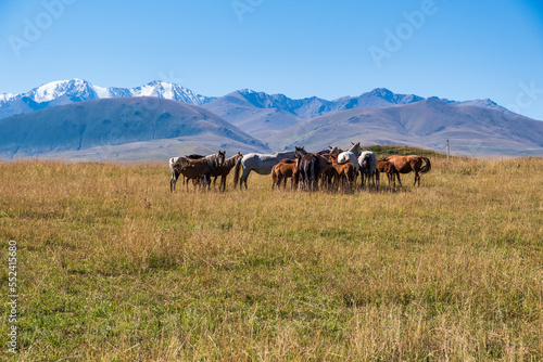 horses in the mountains © Александр Ульман