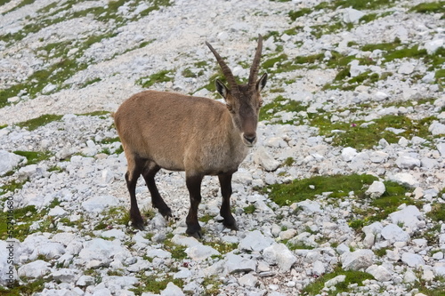 A female mountain goat (Ibex) shot from close proximity in the Italian Julian Alps