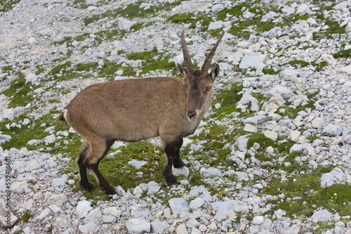 A female mountain goat (Ibex) shot from close proximity in the Italian Julian Alps