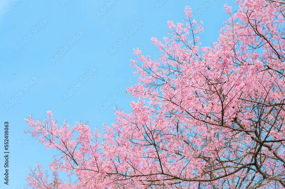 Beautiful cherry blossom sakura with blue sky Beautiful cherry blossom sakura with blue sky