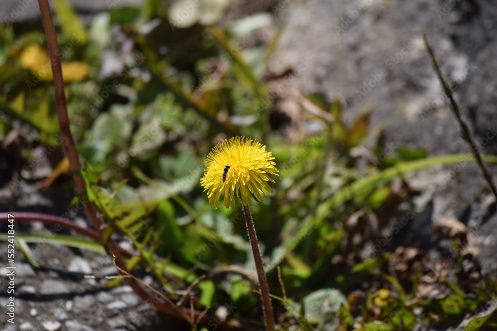 Abelha na flor