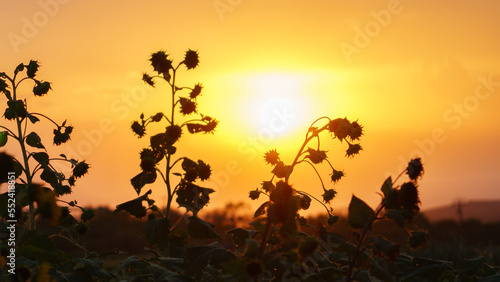 Summer landscape, sunny sunflowers
