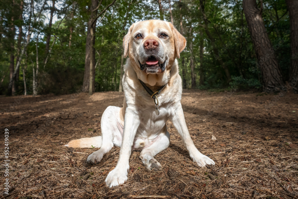 Senior Yellow Labrador sat looking at the camera in autumn