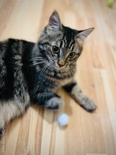 portrait of a tabby cat