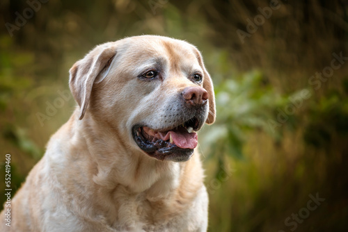 Yellow Labrador headshot looking to the right in autumn