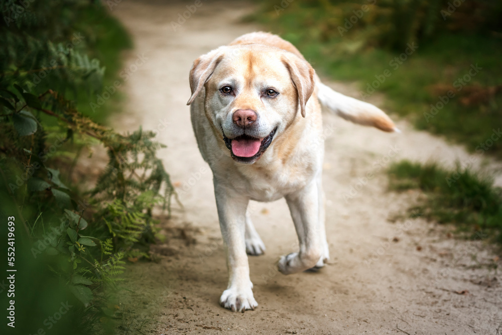 Yellow Labrador walking towards the camera in Autumn