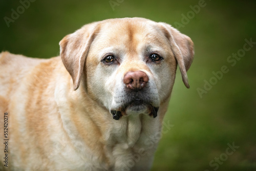 Yellow Labrador headshot looking at the camera