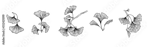 Collection of linear sketches of ginkgo tree leaves.
Vector graphics.