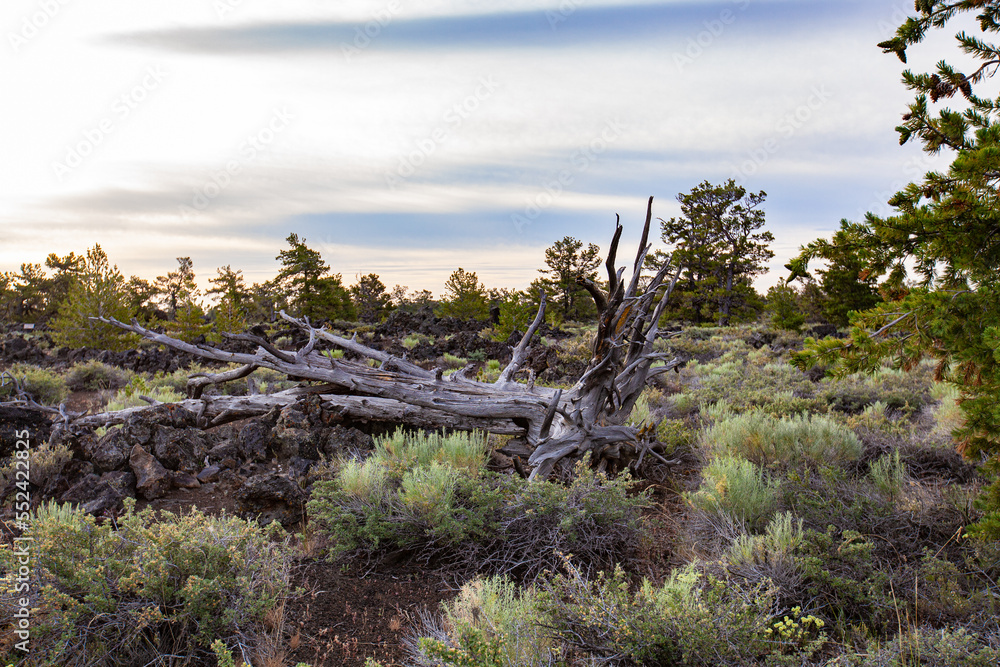 Fallen Tree in Craters of the Moon National Monument Fallen Tree in Craters of the Moon National Monument