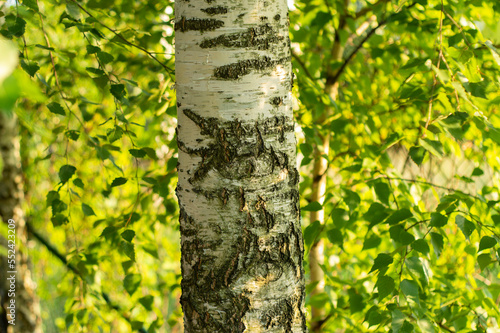 Fototapeta Naklejka Na Ścianę i Meble -  Brzoza w ogrodzie letnią porą. Młode drzewo z zielonymi liśćmi w jasny dzień