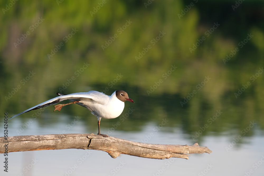 Obraz premium the bird took its leg away while standing on a branch on the other leg