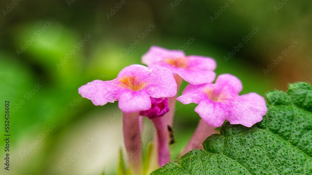 Nature of West Kalimantan Nature of West Kalimantan