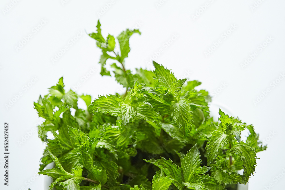 Fresh mint leaves on white background, medicinal herb, closeup. Curly mint plant Fresh mint leaves on white background, medicinal herb, closeup. Curly mint plant