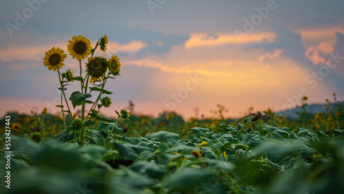 Summer landscape  sunny sunflowers