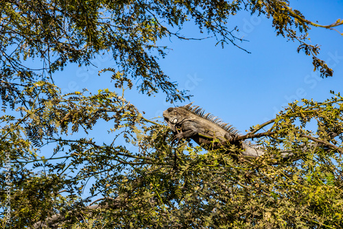 giant gray green lizard (lepidosauria) sitting on a tree photo