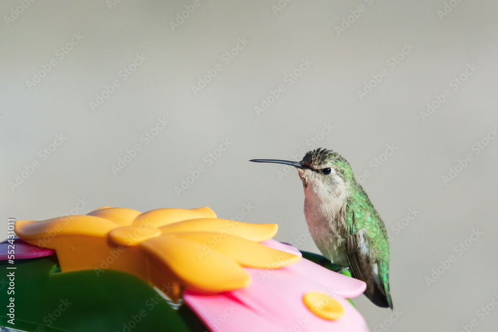Obraz premium Hummingbird sitting on a feeder 