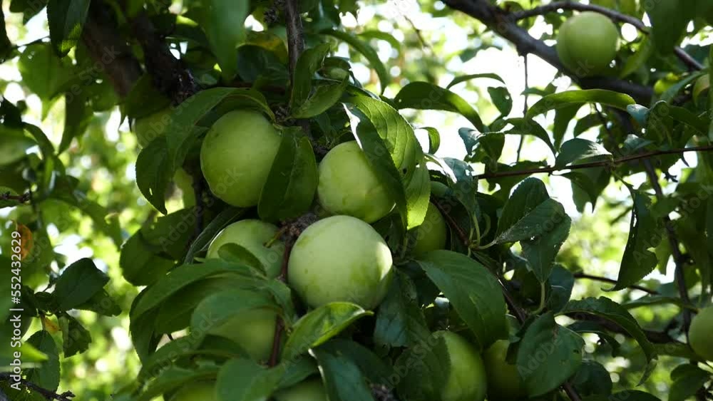 lots of plums on plum tree,close-up green plums,plums on branch close-up, lots of plums on plum tree,close-up green plums,plums on branch close-up,