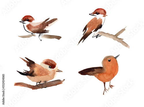 Watercolour hand painted bird. Set of birds on white background Bright illustration isolated element. Orange and brown colours feather. Nice for design and decoration card, cover, 