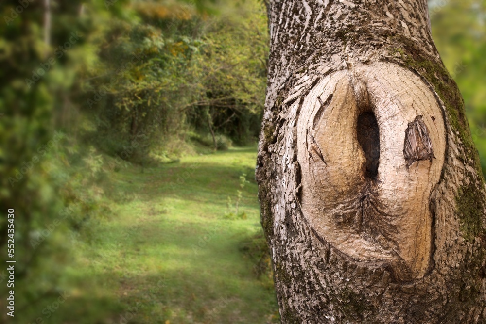 Obraz premium A tree in the forest resembling female genitalia