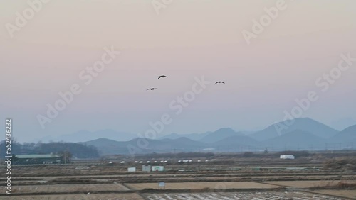 Feeding activities of migratory geese in Korea. Wild geese feeding in Gimpo rice field.
