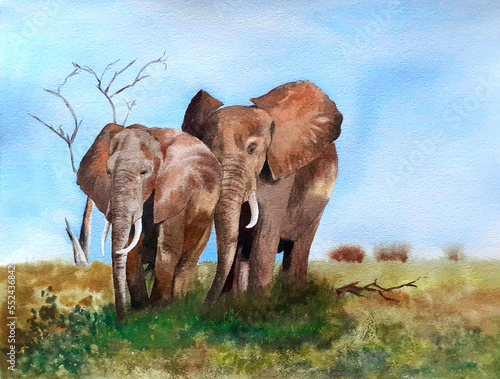 Couple of beautiful African elephants graze in the savannah. Watercolor painting.