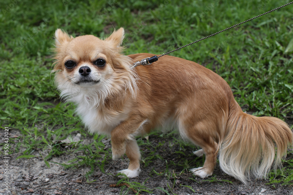 a dog of the long-haired chihuahua breed on a walk a dog of the long-haired chihuahua breed on a walk