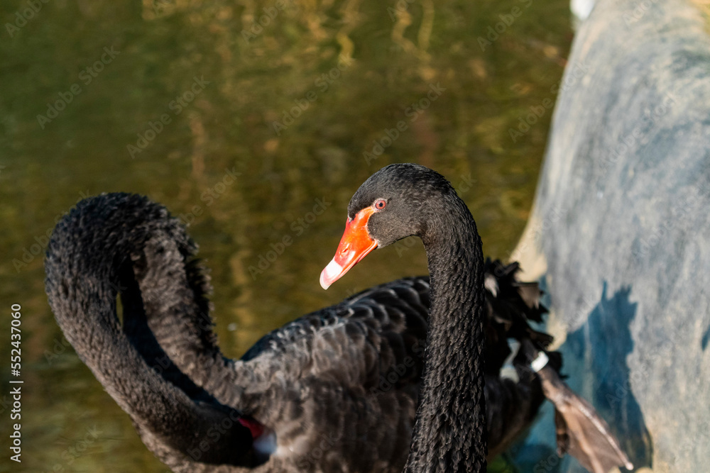 Obraz premium Black swan in a pond