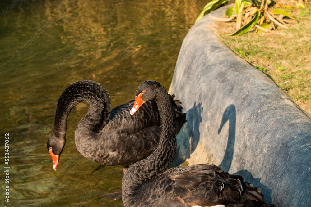 Fototapeta premium Black swan in a pond