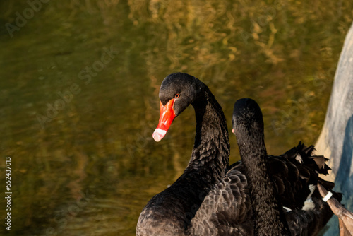 Black swan in a pond © Kandarp