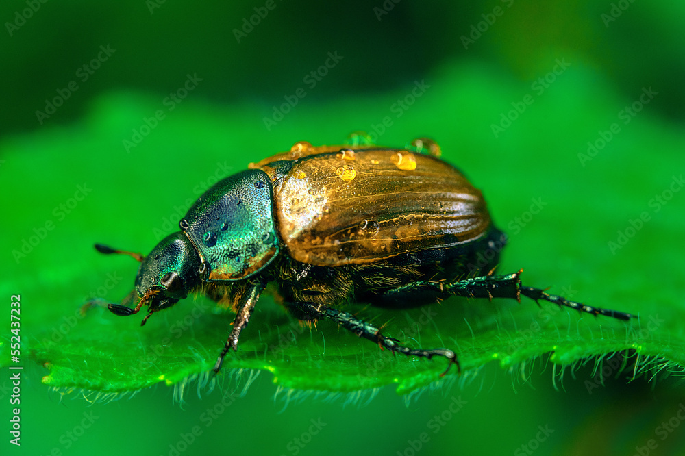 A large golden bronze beetle. A flying beetle in dew drops on a green leaf. Macro photography in the forest in summer. A large golden bronze beetle. A flying beetle in dew drops on a green leaf. Macro photography in the forest in summer.