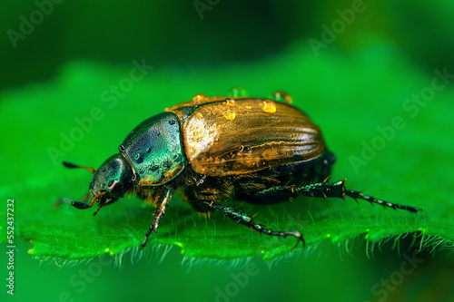 A large golden bronze beetle. A flying beetle in dew drops on a green leaf. Macro photography in the forest in summer.