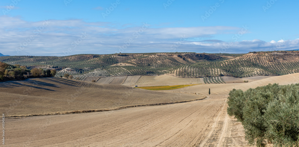Andalusian agricultural landscape in winter with fields for cultivation among olive trees, asparagus and some cypresses Andalusian agricultural landscape in winter with fields for cultivation among olive trees, asparagus and some cypresses