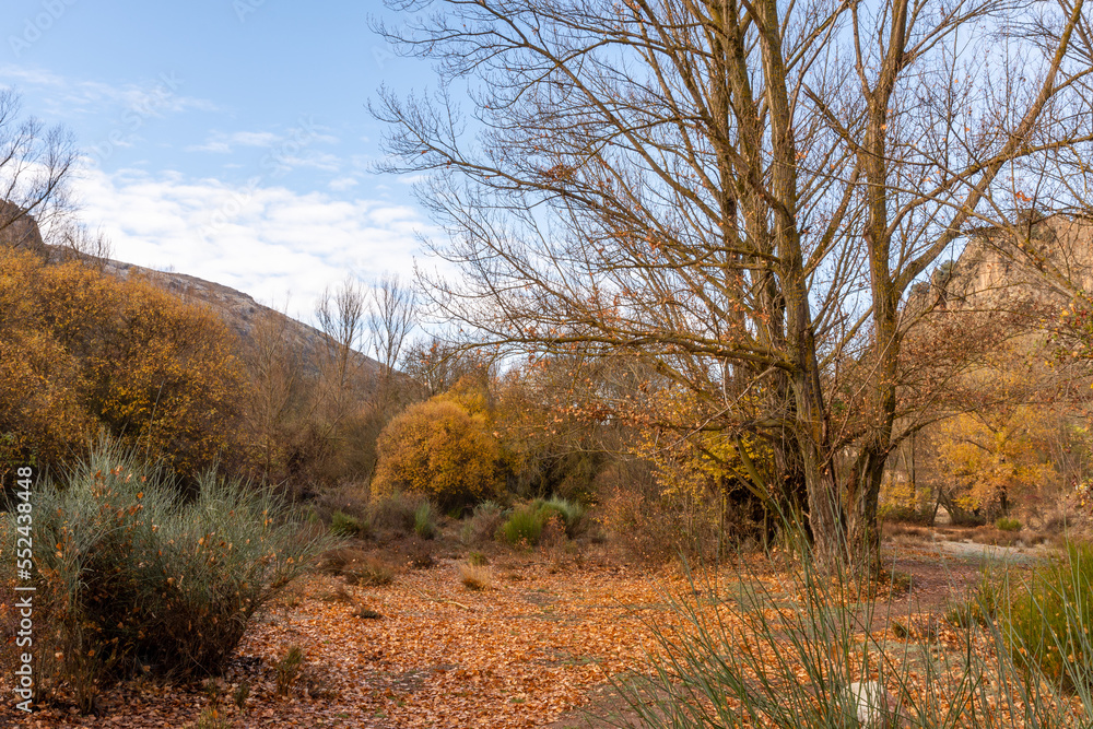 View of a forest with shrubs and deciduous trees on a mountain in Andalusia (Spain) on a cold winter morning