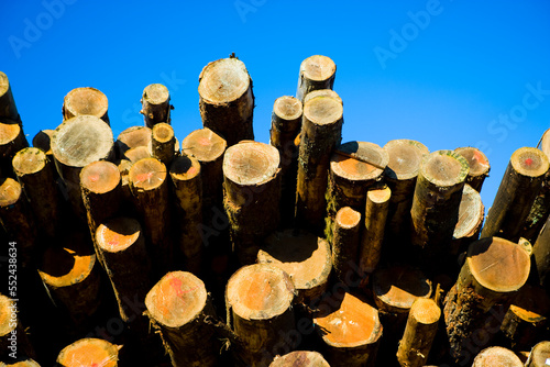 A stack of logs to be turned into lumber at a sawmill against a blue sky.