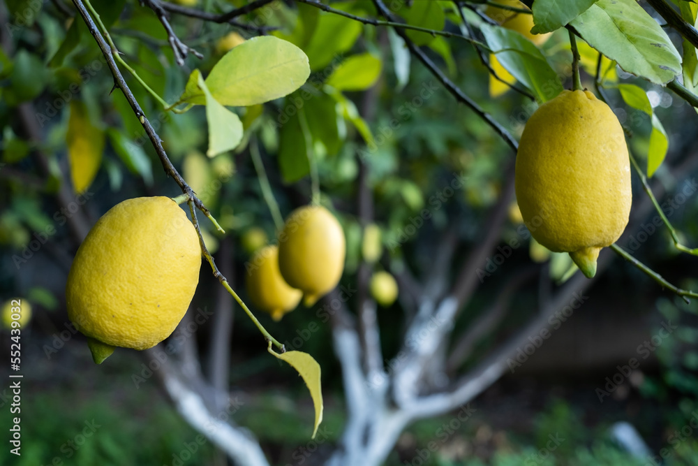Close up of Lemons hanging from a tree in a lemon grove 