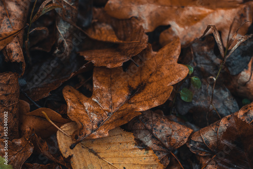 Background dark colored fallen oak leaves with a predominant orange-brown color in the autumn season. The end of one life and the beginning of a new one