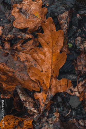 Background dark colored fallen leaves with a predominant orange-brown color in the autumn season. The end of one life and the beginning of a new one