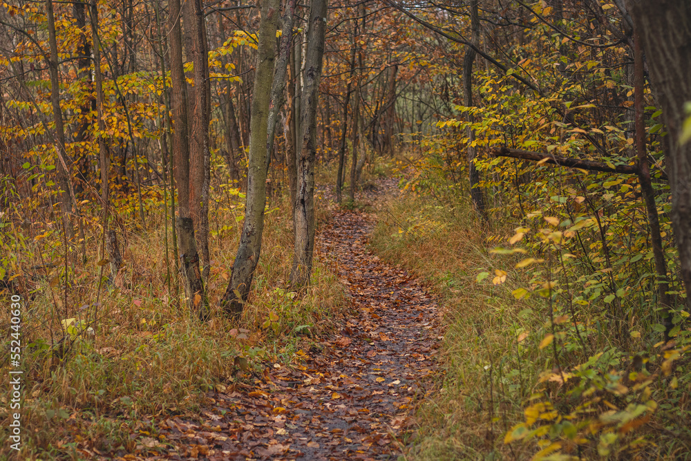 Obraz premium Forest path leading through a fresh forest with yellow-red leaves falling. Leaves on the ground. Autumn season