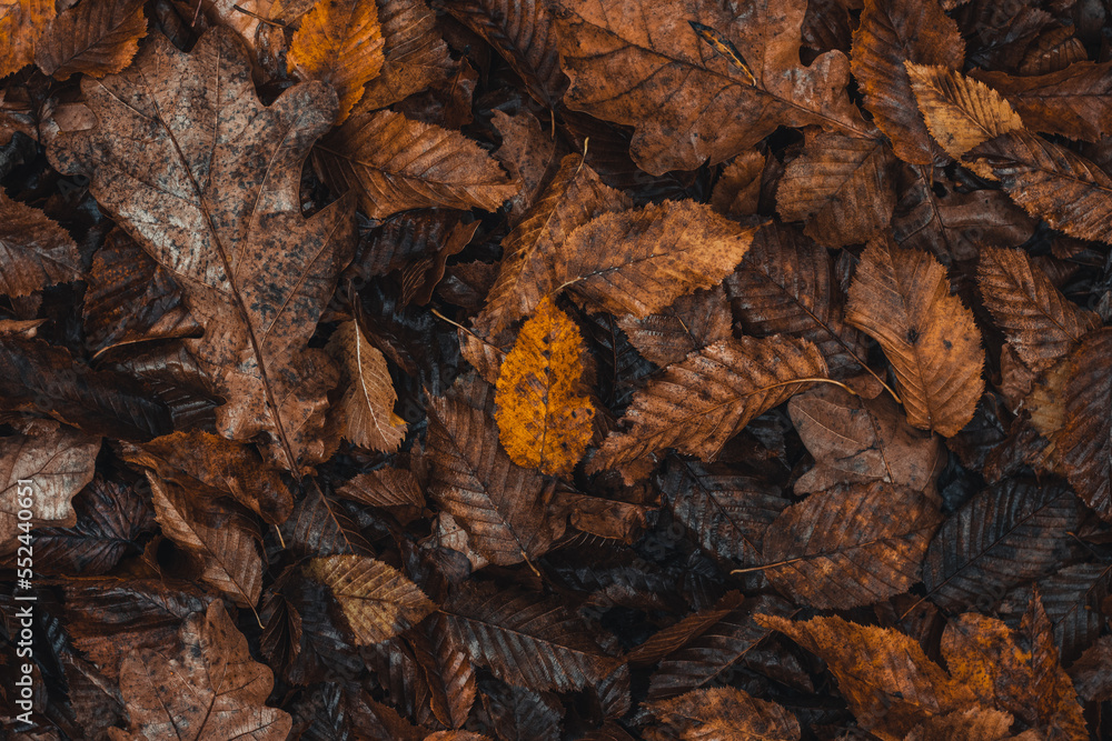 Background dark colored fallen leaves with a predominant orange-brown color in the autumn season. The end of one life and the beginning of a new one Background dark colored fallen leaves with a predominant orange-brown color in the autumn season. The end of one life and the beginning of a new one