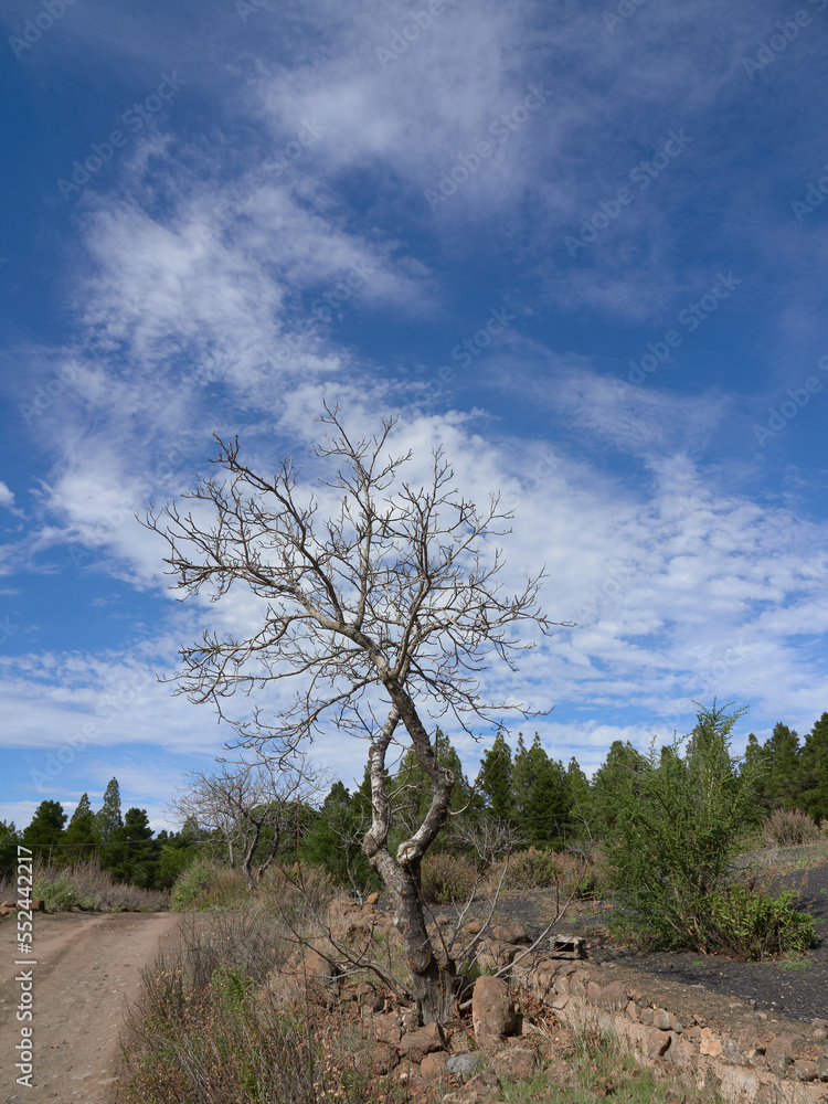 Fototapeta premium dry tree with cloudy blue sky