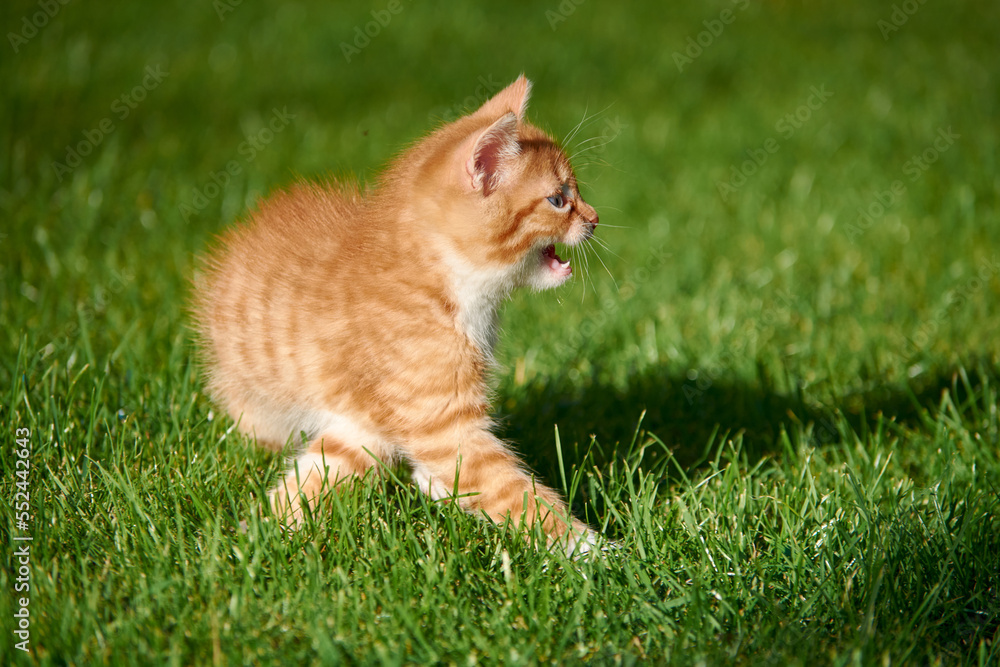 Little red kitten on the grass looking for help
