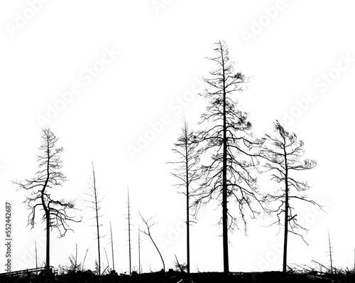 Silhouettes of bare trees