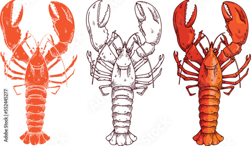 Lobster vector illustration in full colored and outline