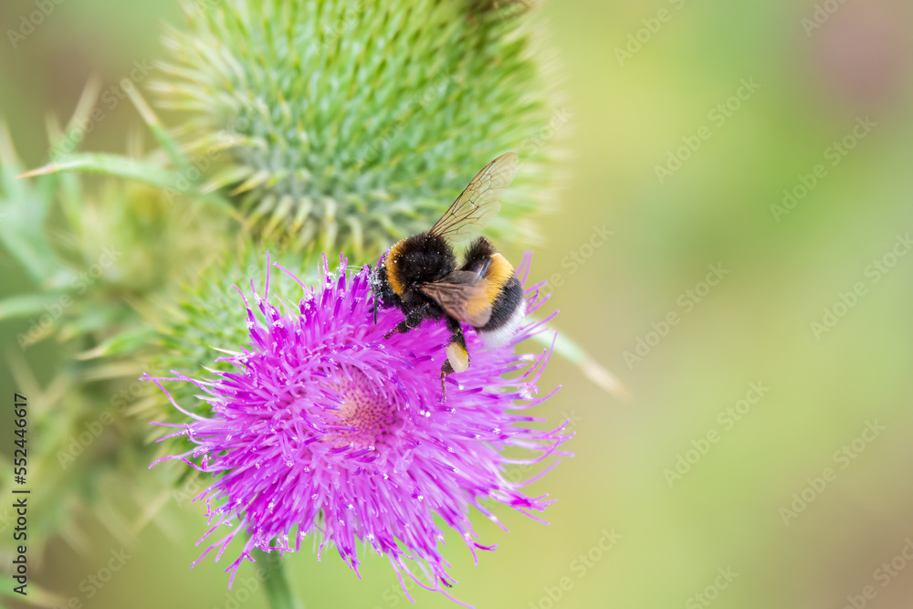 Bumble-bee sitting on wild thistle purple flower Bumble-bee sitting on wild thistle purple flower