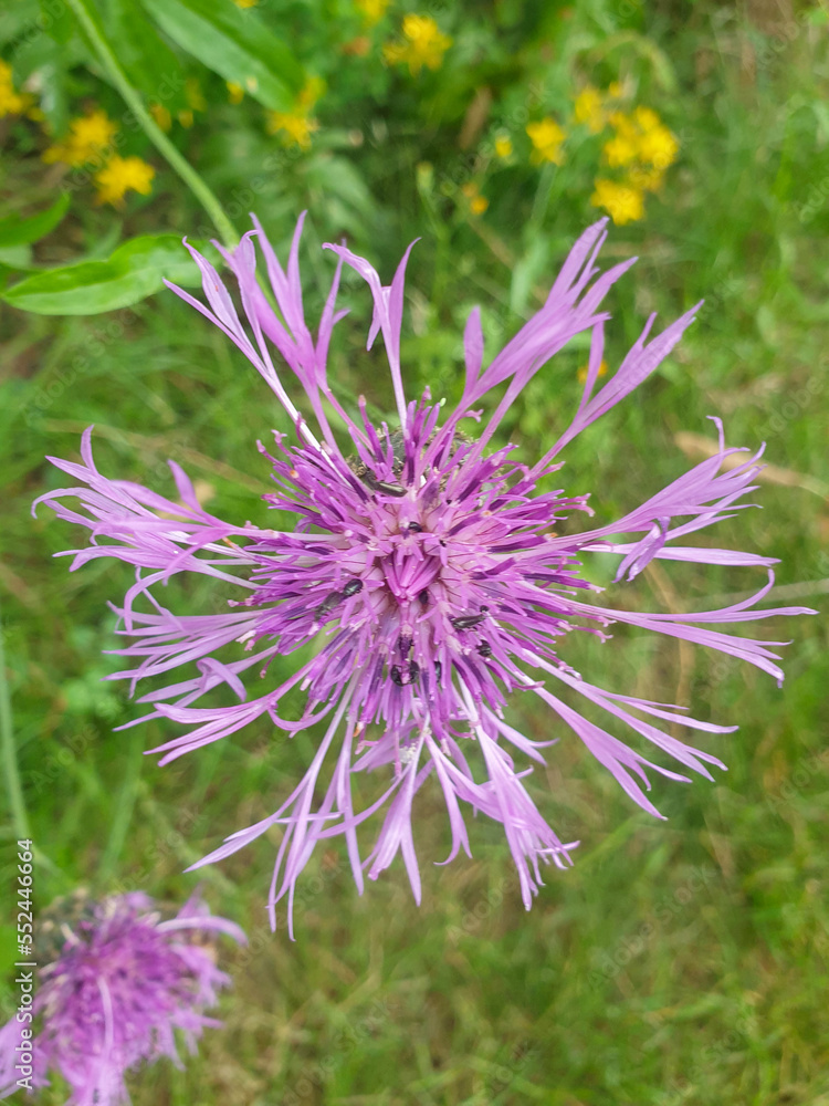 Fototapeta premium greater knapweed also centaurea (in german Skabiosen-Flockenblume) Centaurea scabiosa
