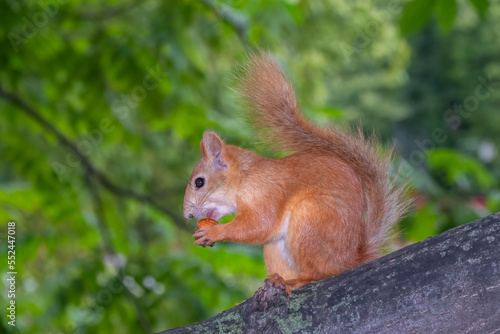 Young Squirrel sits on tree in summer. Eurasian red squirrel  Sciurus vulgaris.